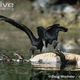 Illustration for article titled Vednesday Vulture - Coragyps atratus Edition